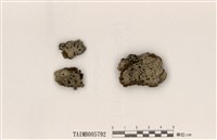 藏品(大孢衣科)的圖片